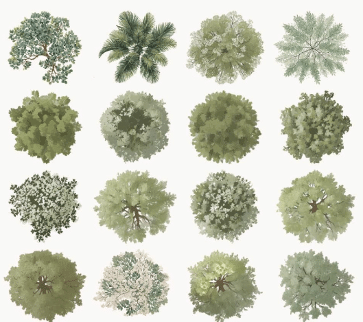Urban Trees: More Than Just Shade
